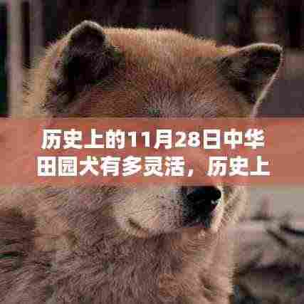 历史上的11月28日，中华田园犬与智能科技的灵活碰撞开启新纪元！