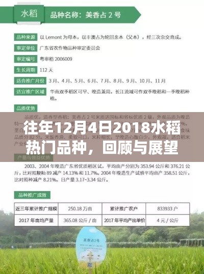 2018年12月4日热门水稻品种回顾与展望,热门品种概览