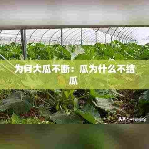 为何大瓜不断：瓜为什么不结瓜 