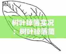 树叶掉落实况:树叶掉落简笔画图片