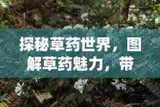 探秘草药世界，图解草药魅力，带你领略自然疗愈之力