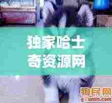 独家哈士奇资源网:哈士奇资源网搜索功能