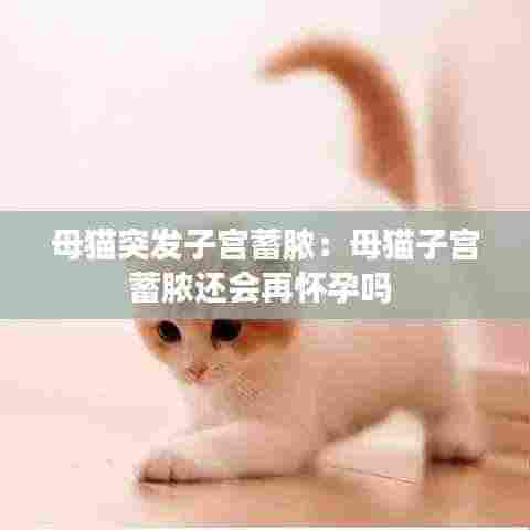 母猫突发子宫蓄脓:母猫子宫蓄脓还会再怀孕吗