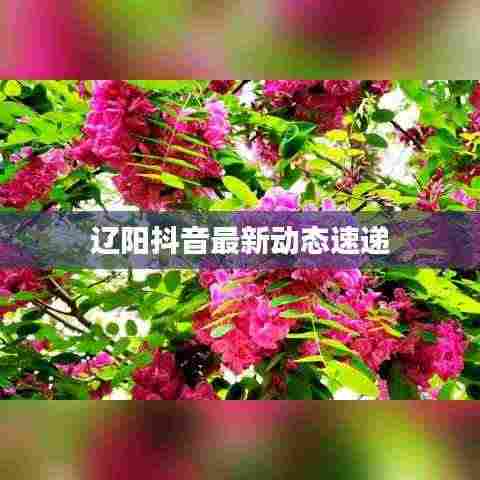 辽阳抖音最新动态速递