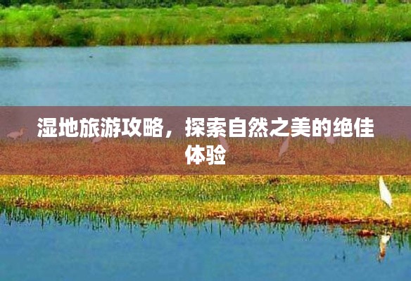 湿地旅游攻略,探索自然之美的绝佳体验