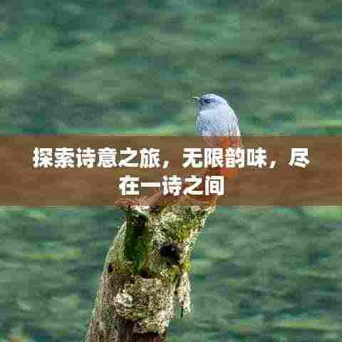 探索诗意之旅，无限韵味，尽在一诗之间
