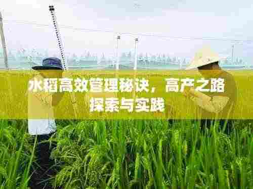 水稻高效管理秘诀,高产之路探索与实践