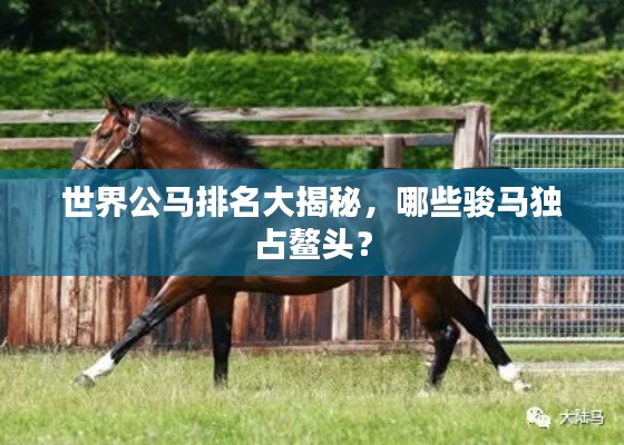世界公马排名大揭秘,哪些骏马独占鳌头?
