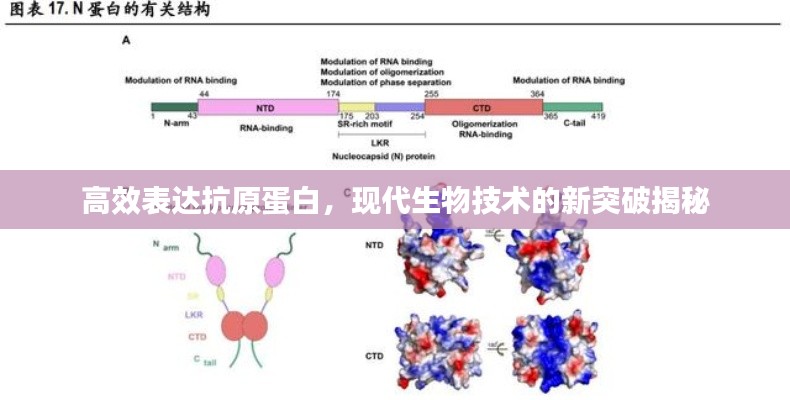 高效表达抗原蛋白,现代生物技术的新突破揭秘