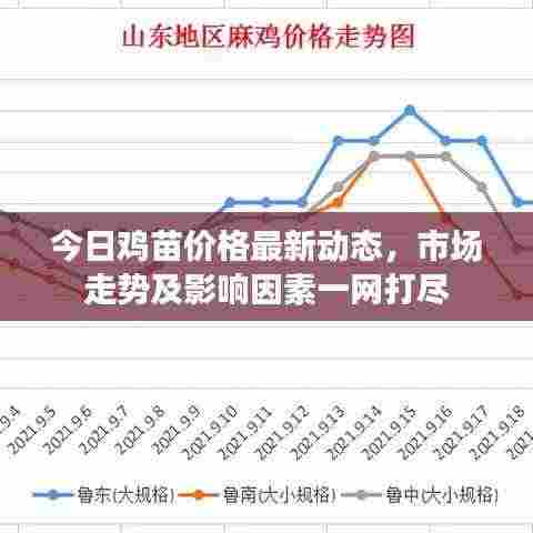 今日鸡苗价格最新动态，市场走势及影响因素一网打尽