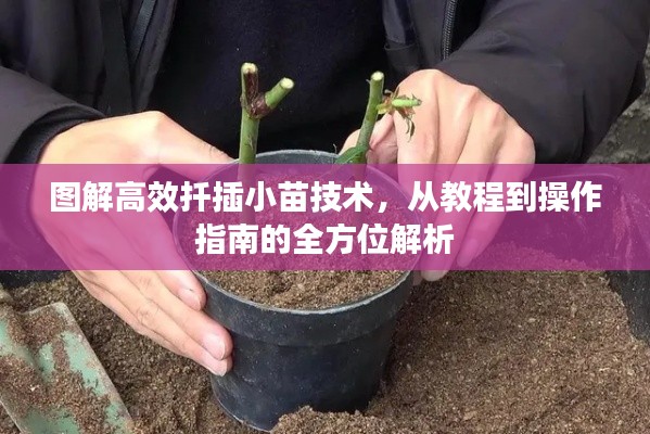 图解高效扦插小苗技术,从教程到操作指南的全方位解析