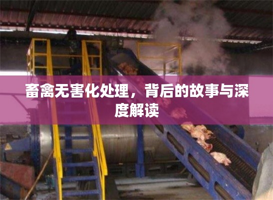 畜禽无害化处理,背后的故事与深度解读