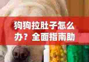 狗狗拉肚子怎么办?全面指南助你应对宠物健康危机