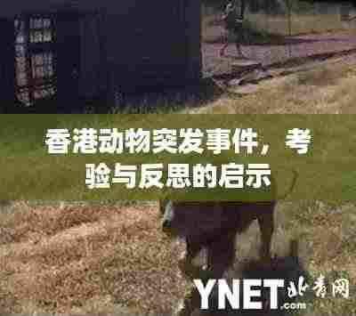 香港动物突发事件，考验与反思的启示