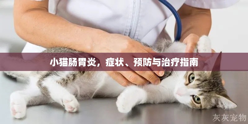 小猫肠胃炎，症状、预防与治疗指南