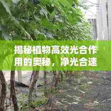 揭秘植物高效光合作用的奥秘，净光合速率专题解析