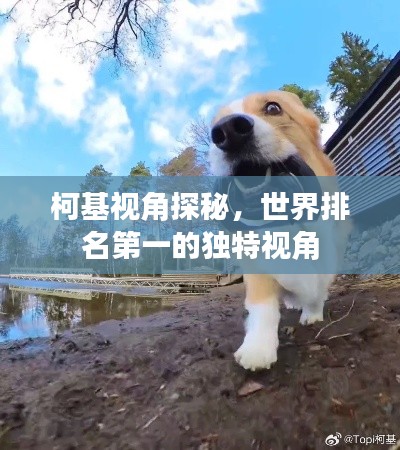 柯基视角探秘,世界排名第一的独特视角