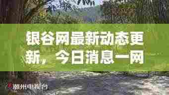 银谷网最新动态更新,今日消息一网打尽!