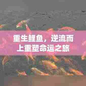 重生鲤鱼,逆流而上重塑命运之旅
